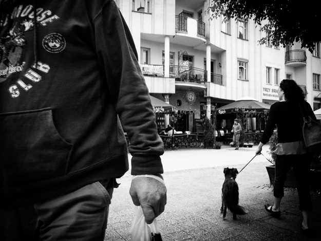 Pies; Dog; Ulica street; Sopot; Ręka; Hand