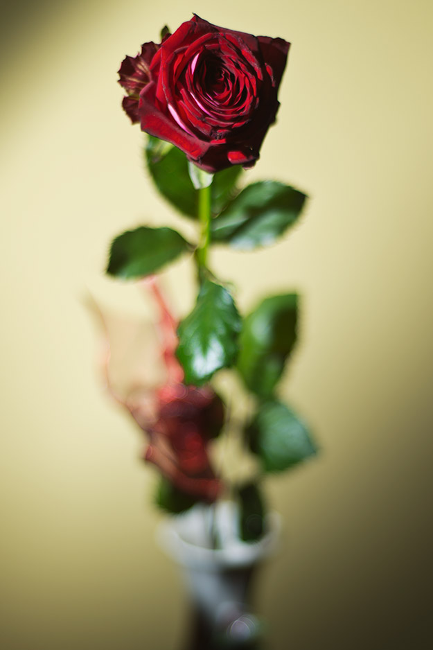 róża; rose