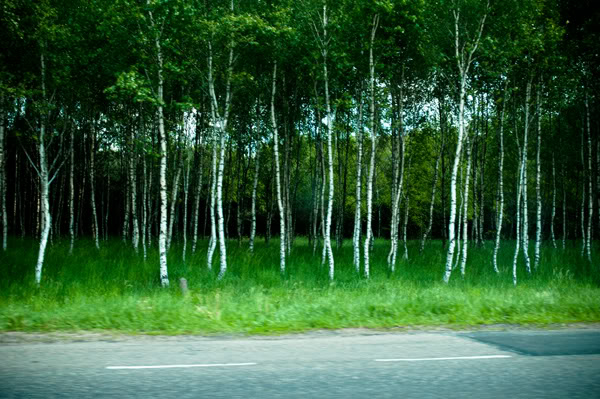 2011; brzozy; droga; drzewa; las; maj; poruszone; samochód; 